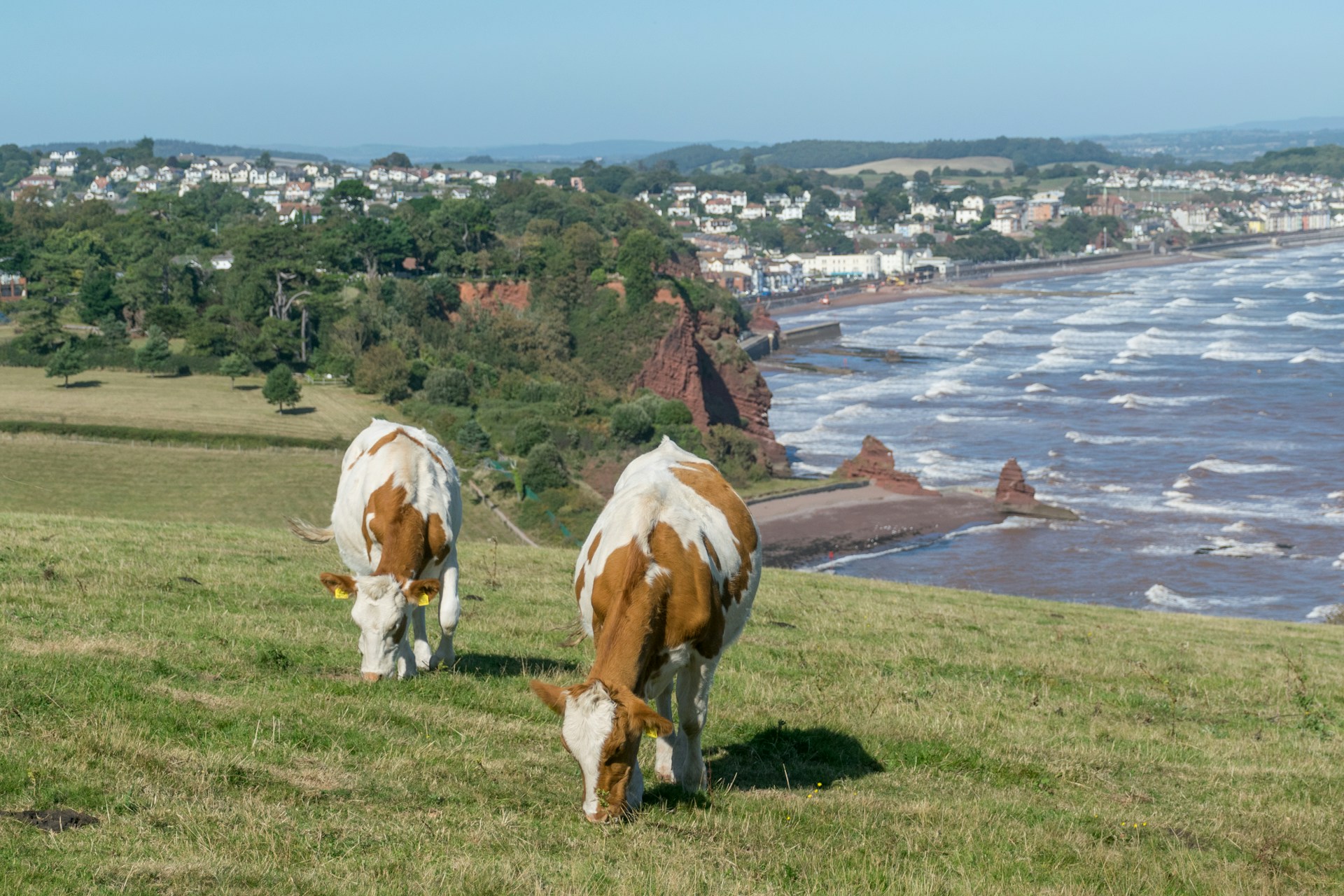Two cows grazing on a clifftop pasture above a curving English coastline